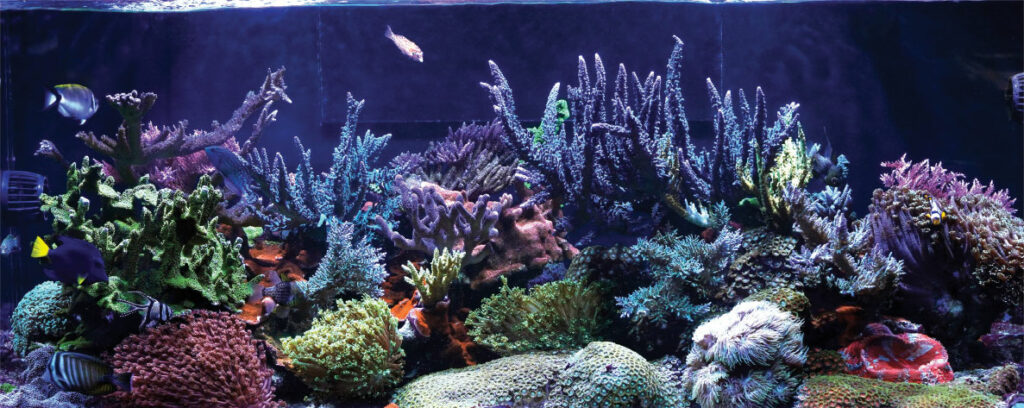 Wall-to-wall corals have grown to completely fill out this 187-gallon (708-L) display tank in just 4.5 years.