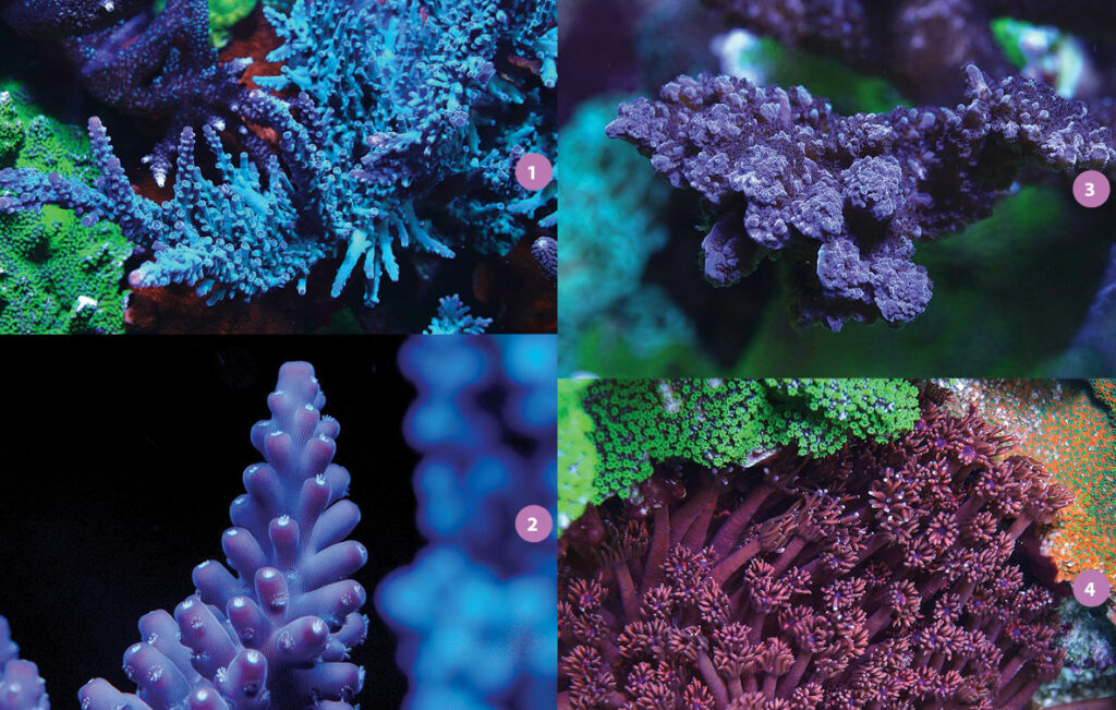 1. Oregon Blue Tort Acropora, 2. Tyree Purple Monster Acropora from a prior tank; current colony is only just starting to regrow. 3. Purple Slimer Acropora, 4. Red Goniopora