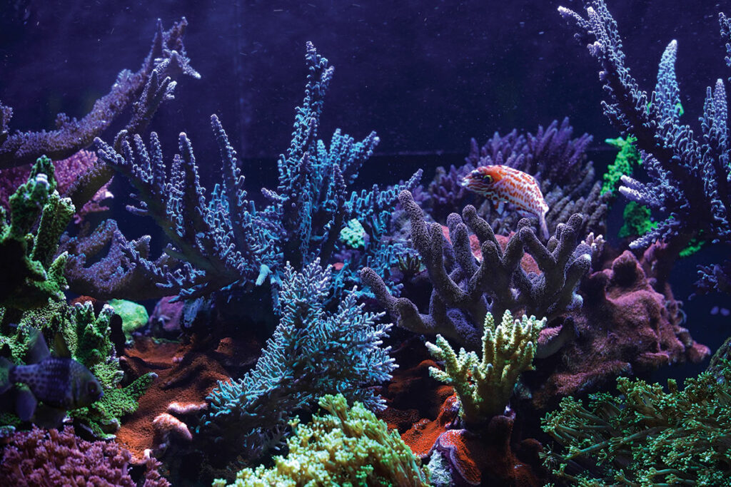 A Choati Wrasse (Macropharyngodon choati) cruising above the “sticks”.