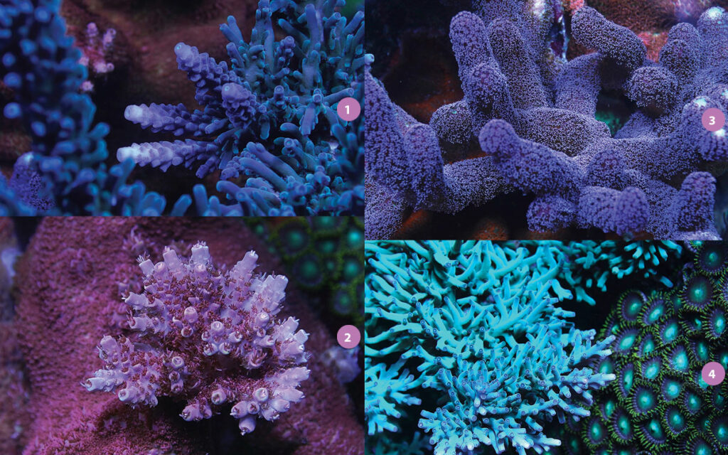 1. Cali Tort engulfed by Oregon Blue Tort, 2. Copp’s Bright Pink Table Acropora, 3. The classic “Milka Stylo”, 4. ORA Hawkins Acropora