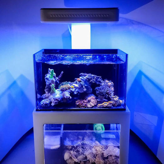 New Micro Reef Tank Systems from PNW Custom - CORAL Magazine