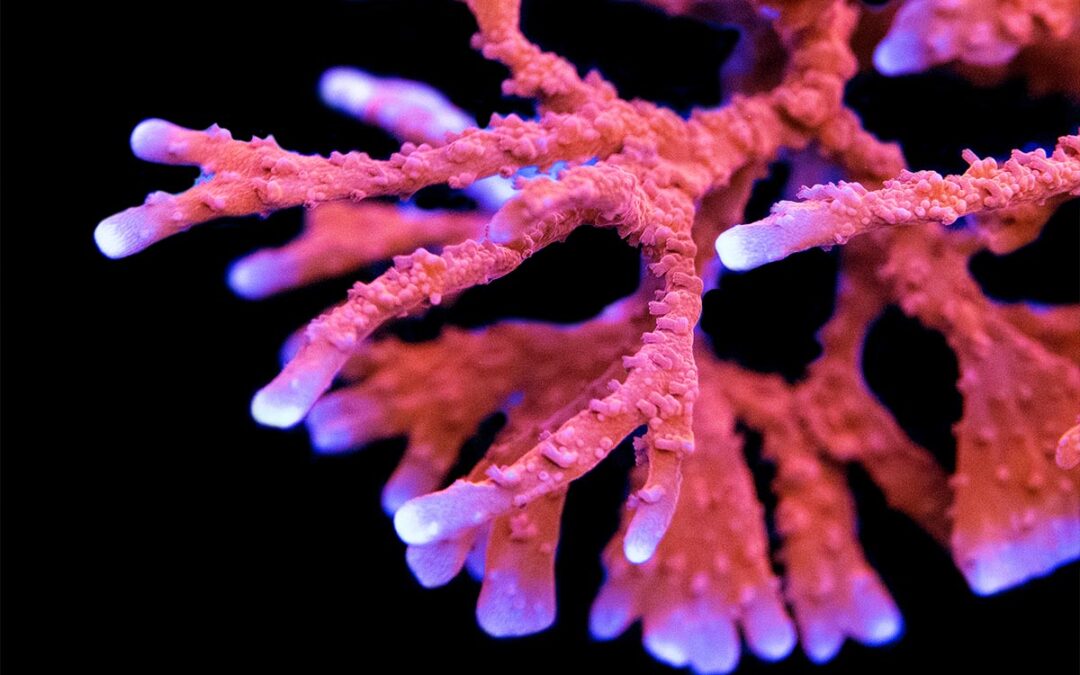 A Mystery Coral That’s Guilty of Espionage