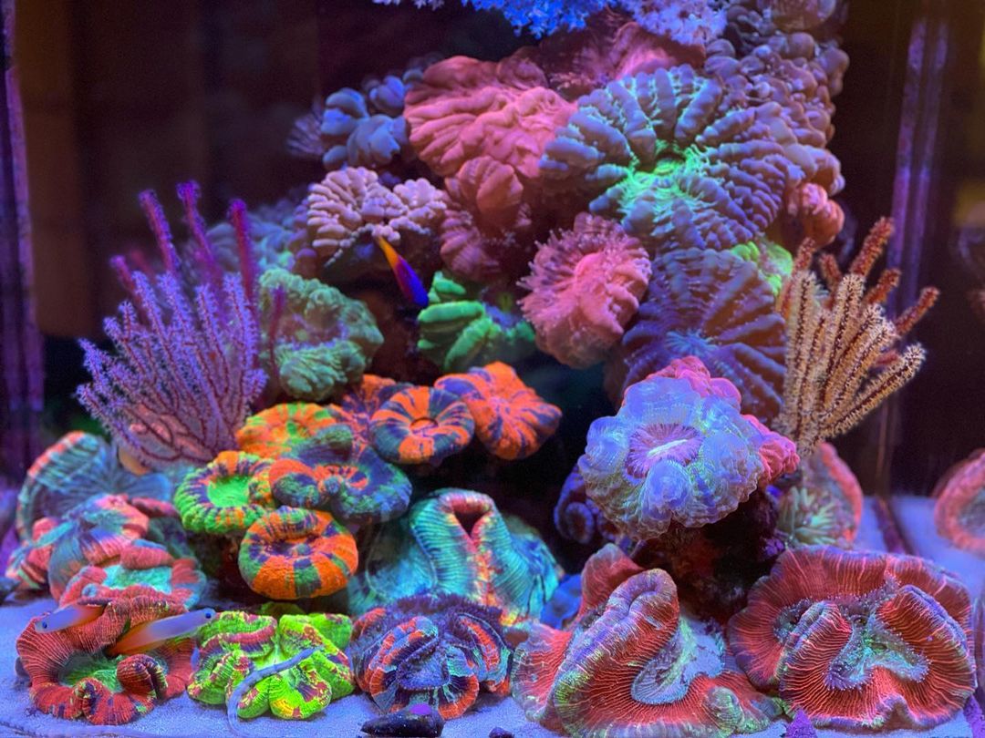 40 gallon saltwater tank sale