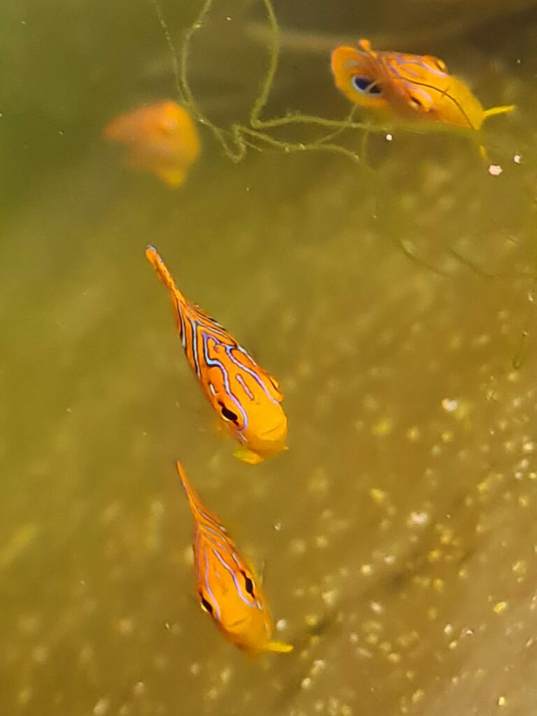 Young Regal Angelfish, second-generation captive-bred (F2), begging for food at the surface of their rearing vessel!