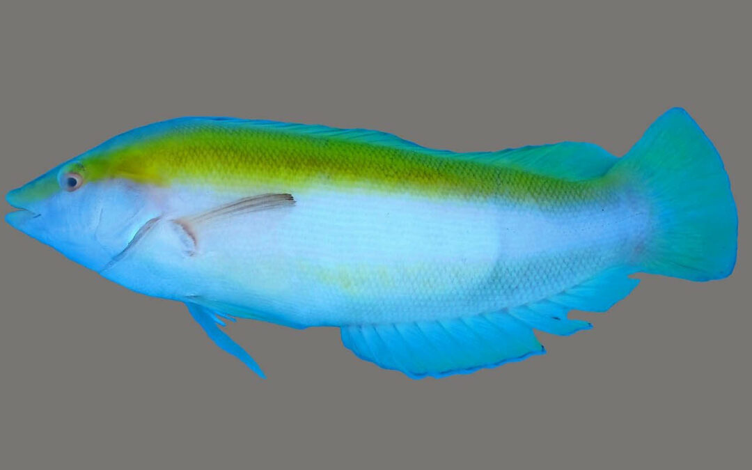 The newest wrasse species is the “Flava Coris”