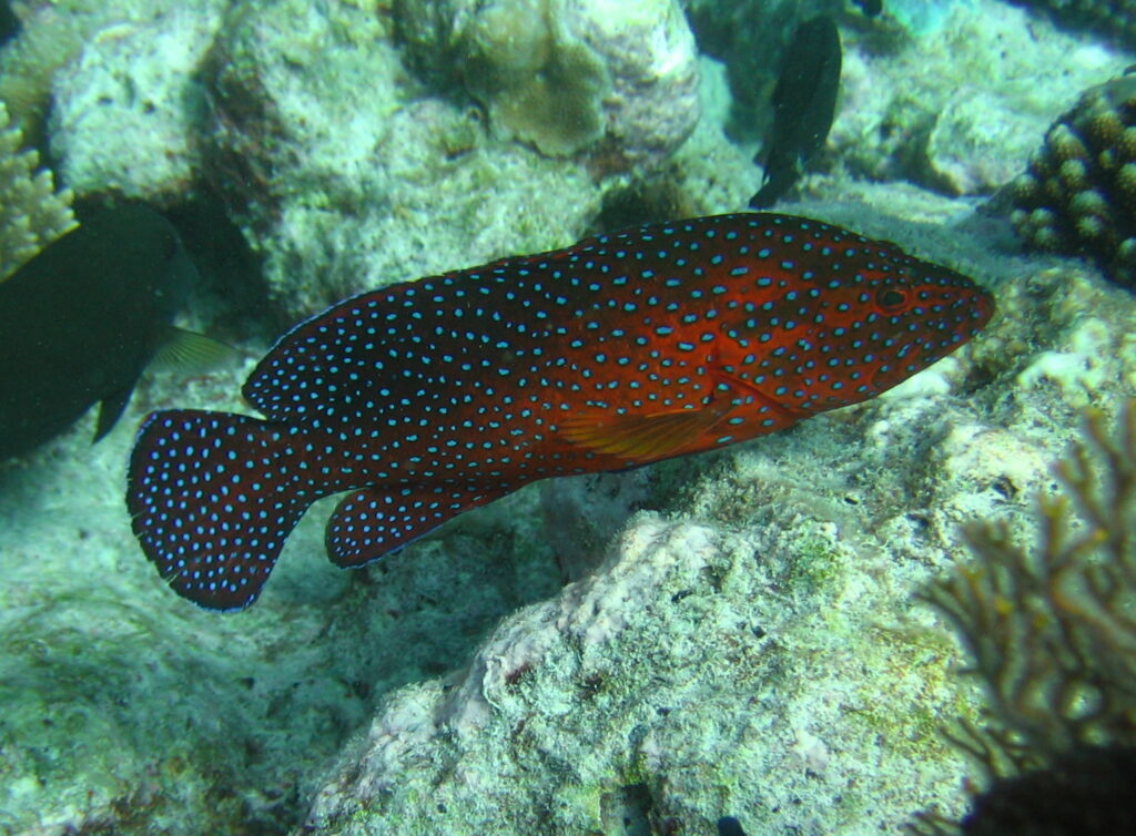 A coral rockcod, or coral trout, Cephalopholis miniata, one of many species linked to controlling the populations of Crown-Of-Thorns Starfishes. Image courtesy AIMS.