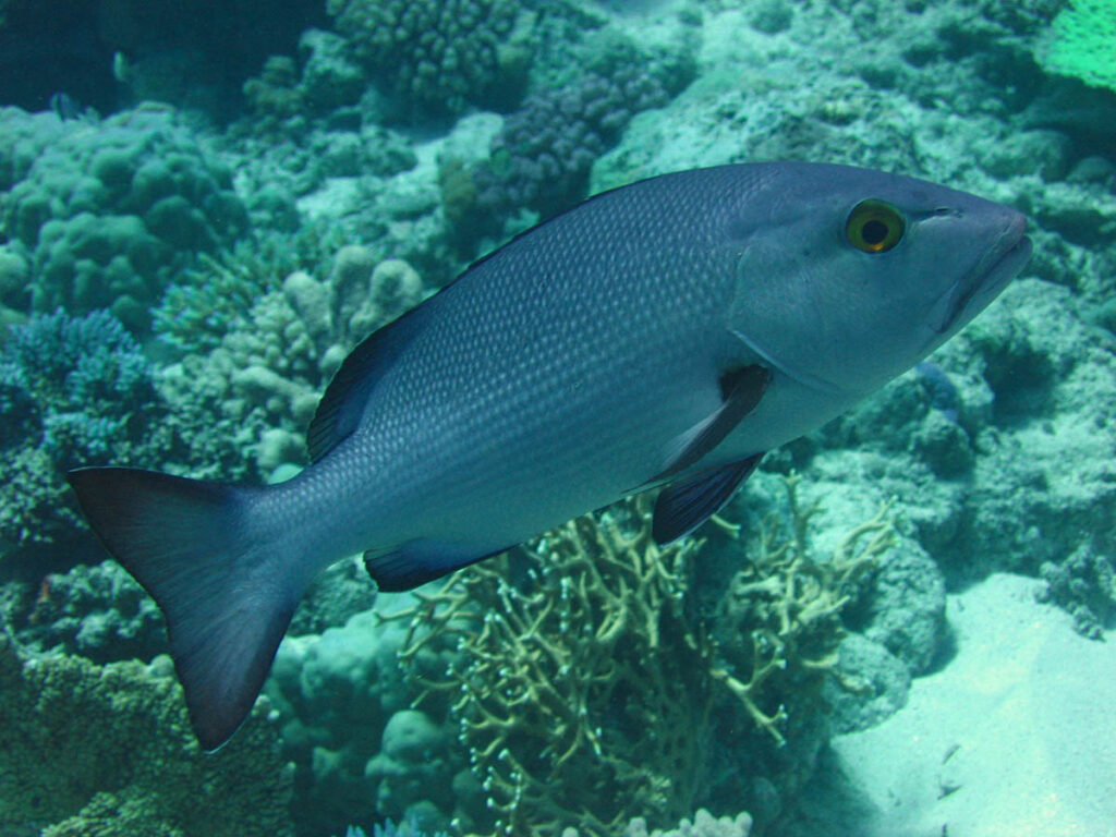 The tropical snapper, a red bass (Lutjanus bohar) on the Great Barrier Reef. Image courtesy AIMS.