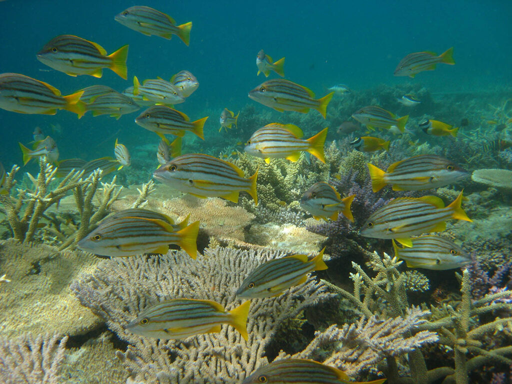A school of Spanish Flag (Lutjanus carponotatus) lurks over a healthy coral community. These fish are aggressive predators like most of the snapper family (Lutjanidae). Image courtesy AIMS.