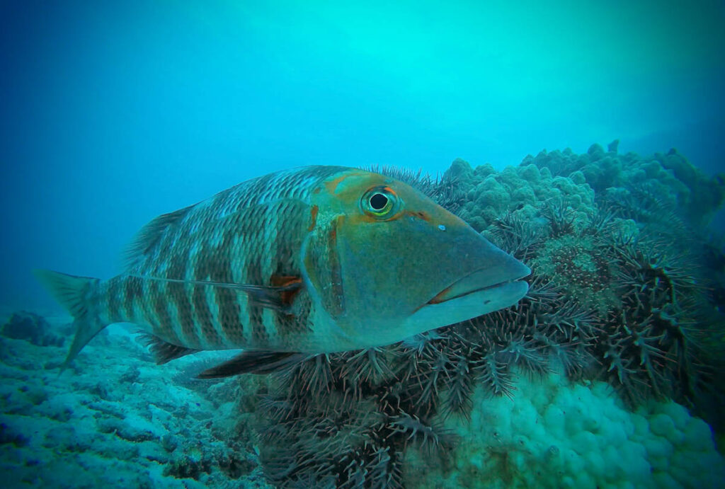 A Red Throat Emperor (Lethrinus miniatus) checks out the camera in front of an aggregation of crown-of-thorns starfish on the Great Barrier Reef. Image courtesy AIMS.