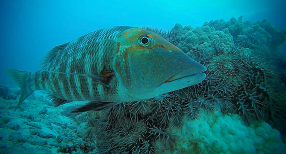 Fish May Be Key to Controlling Crown-Of-Thorns Starfish Populations