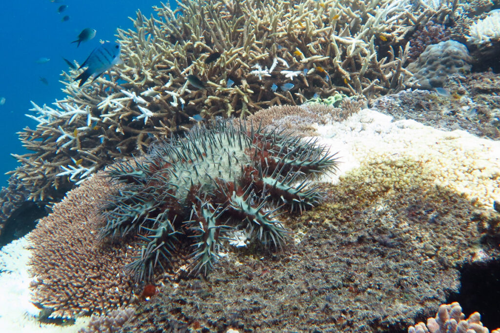 A Crown-Of-Thorns Starfish leaves only the barren, white skeleton behind as it feeds on an Acropora coral during a COTS outbreak on the Great Barrier Reef in December 2015. Image courtesy AIMS