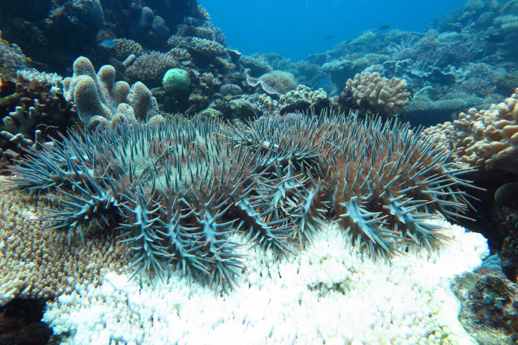 An aggregation of Crown-Of-Thorns starfish feeding on a plate-forming Acropora on the Great Barrier Reef. Image courtesy AIMS.