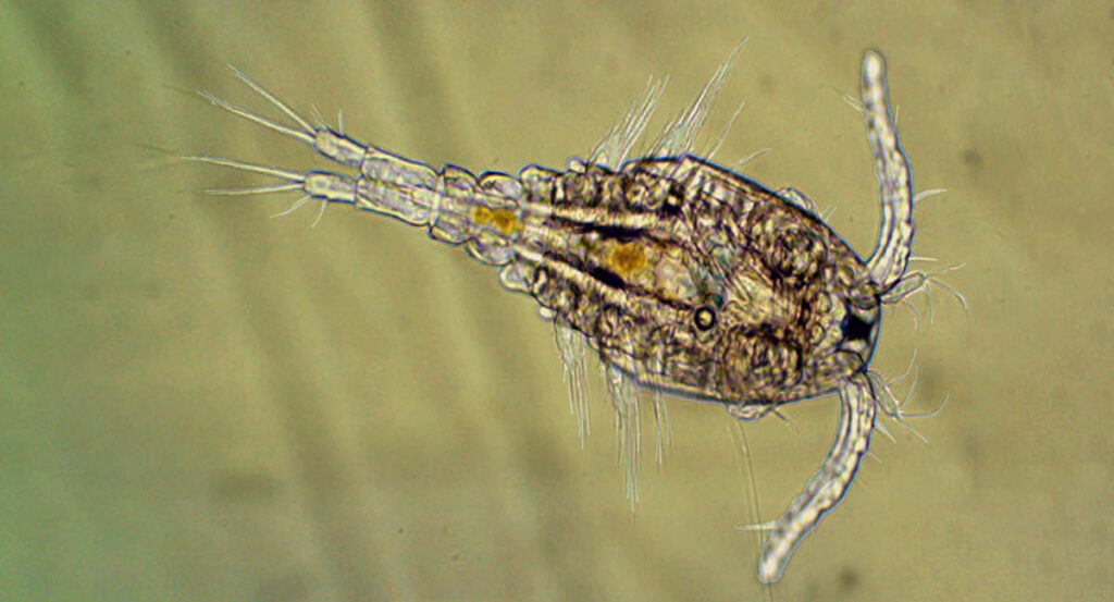  Pac-Pods under the microscope