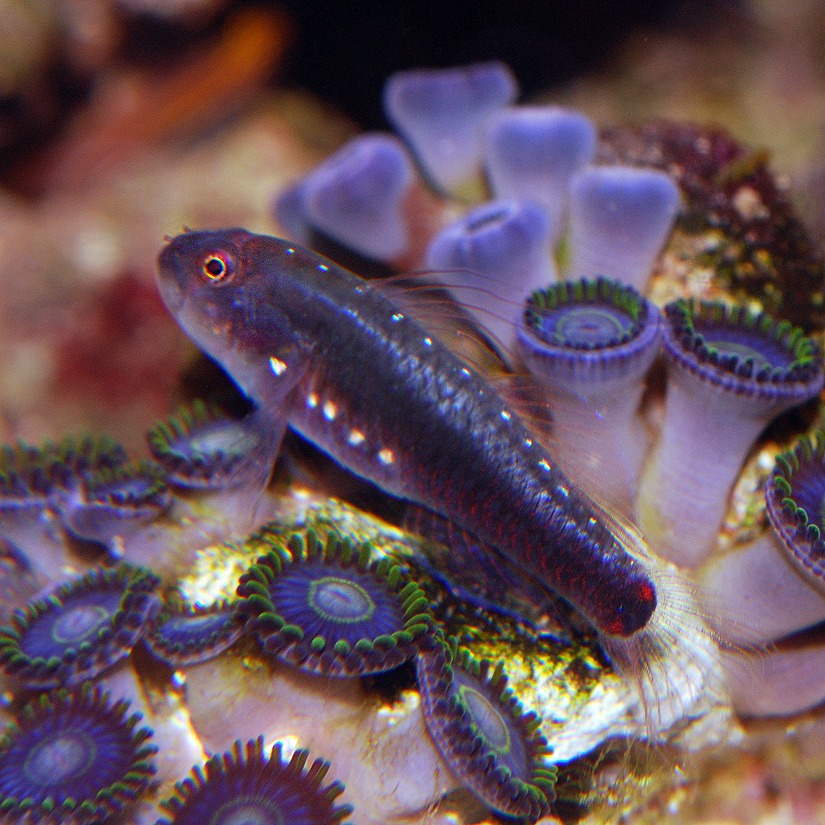With subtle yet stellar good looks, Eviota lachdeberei is the latest addition to the captive-bred marine aquarium fish list.