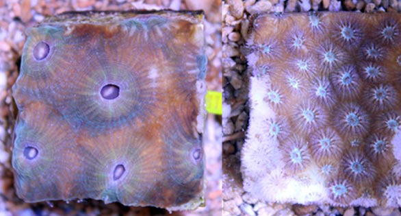 Lethal Stony Coral Disease Can Be Transmitted by Sediments