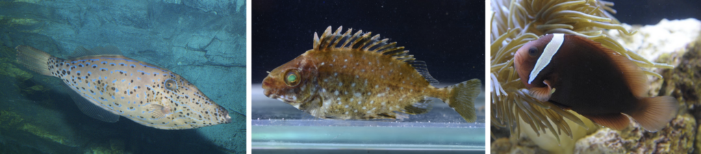 Three of the fish species selected for this study: Aluterus scriptus (left), Siganus fuscescens (center) and Amphiprion frenatus (right). (Photos courtesy of Osaka Aquarium Kaiyukan).