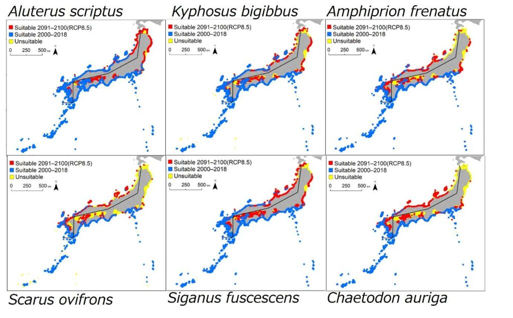 Maps showing the distribution and predicted distribution for each of the six fish species until the year 2100. In blue is the current distribution as recorded between 2000-2018. In red is the predicted increase in the habitable range under the most pessimistic climate change models, while yellow indicates regions that will remain unsuitable for the fish for the entire period. (Kenji Sudo, Serina Maehara, Masahiro Nakaoka, Masahiko Fujii. Frontiers in Built Environment. January 5, 2022).