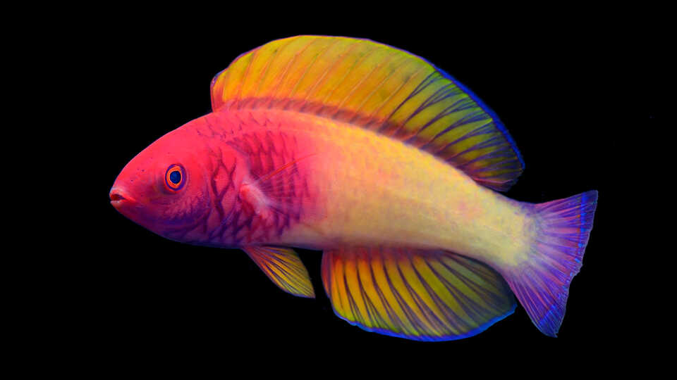 Stunning new-to-science fairy wrasse is first-ever fish described by a Maldivian scientist