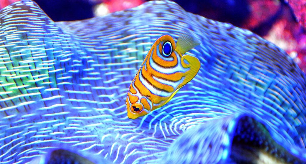 A show-stopper, one of Bali Aquarich's captive-bred Regal Angelfish, Pygoplites diacanthus, investigating an aquacultured Tridacna derasa clam in the Biota display.