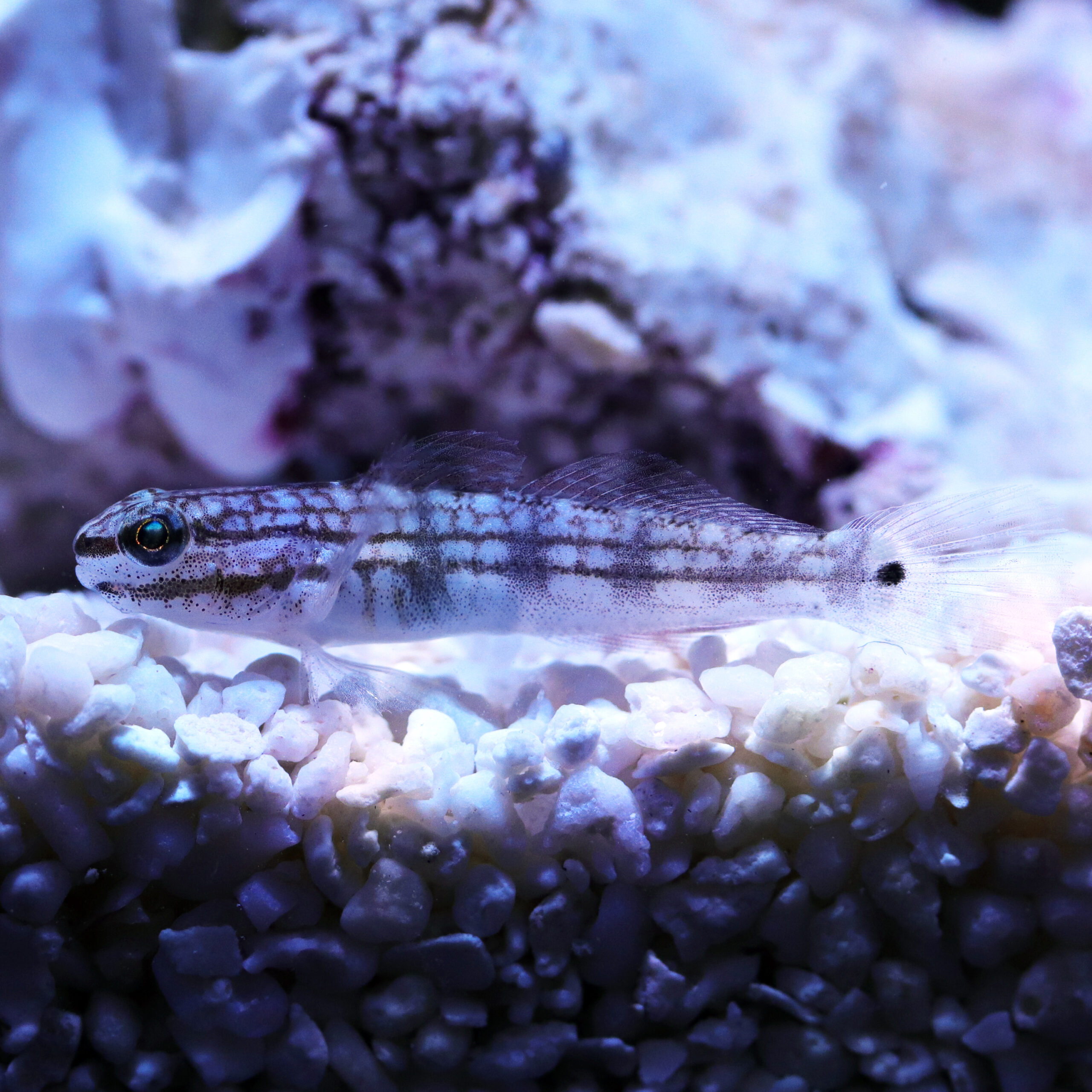 3 Goby