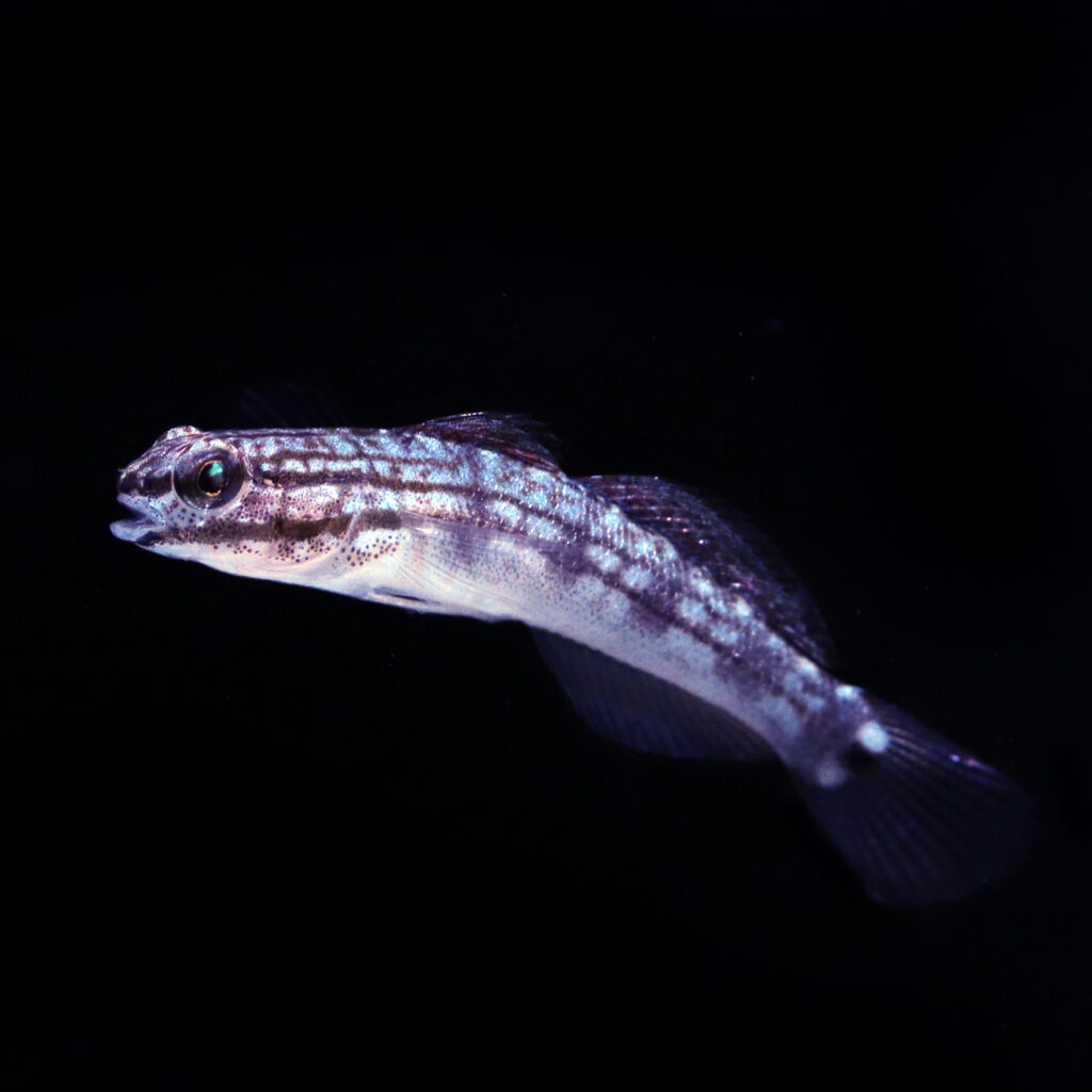 With the successful captive propagation of this species at the Biota Palau facility, the Biota Group adds Amblygobius baunensis to the ever-growing list of marine aquarium fishes that have been successfully bred in captivity.