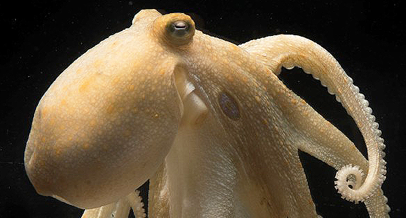 Octopus females mate and die in self-cannibalistic death spiral. Science may now know why.