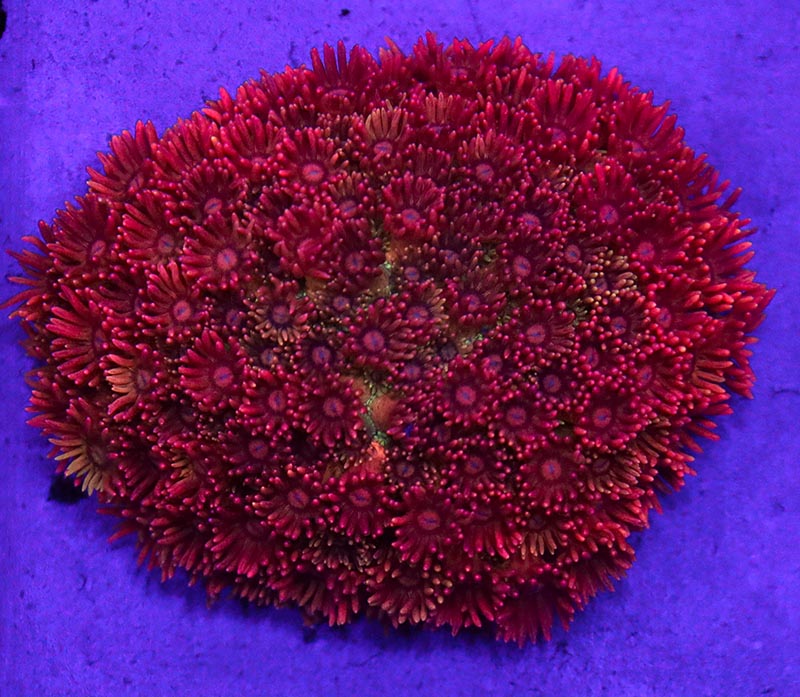 The URI Andromeda Goniopora under deep blue lighting.