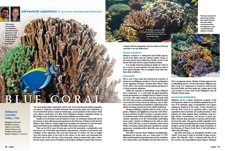 Blue Coral: Heliopora coerulea in the Reef Aquarium