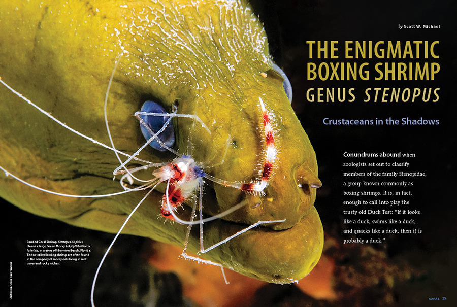 CORAL New Issue “BOXING SHRIMP” Inside Look