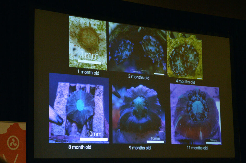 Homophylia australis reached an expanded diameter of over 1-inch in just under a year's time.