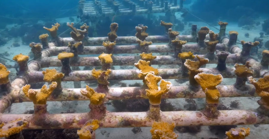 VIDEO: Rebuilding Coral Reefs in the Dominican Republic