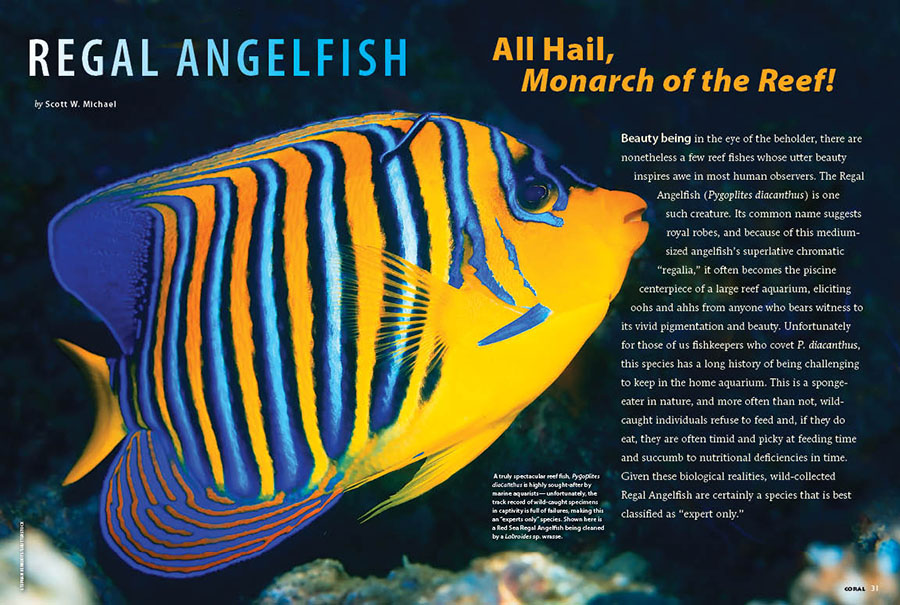 CORAL New Issue “ANGELIC CHALLENGES” Inside Look