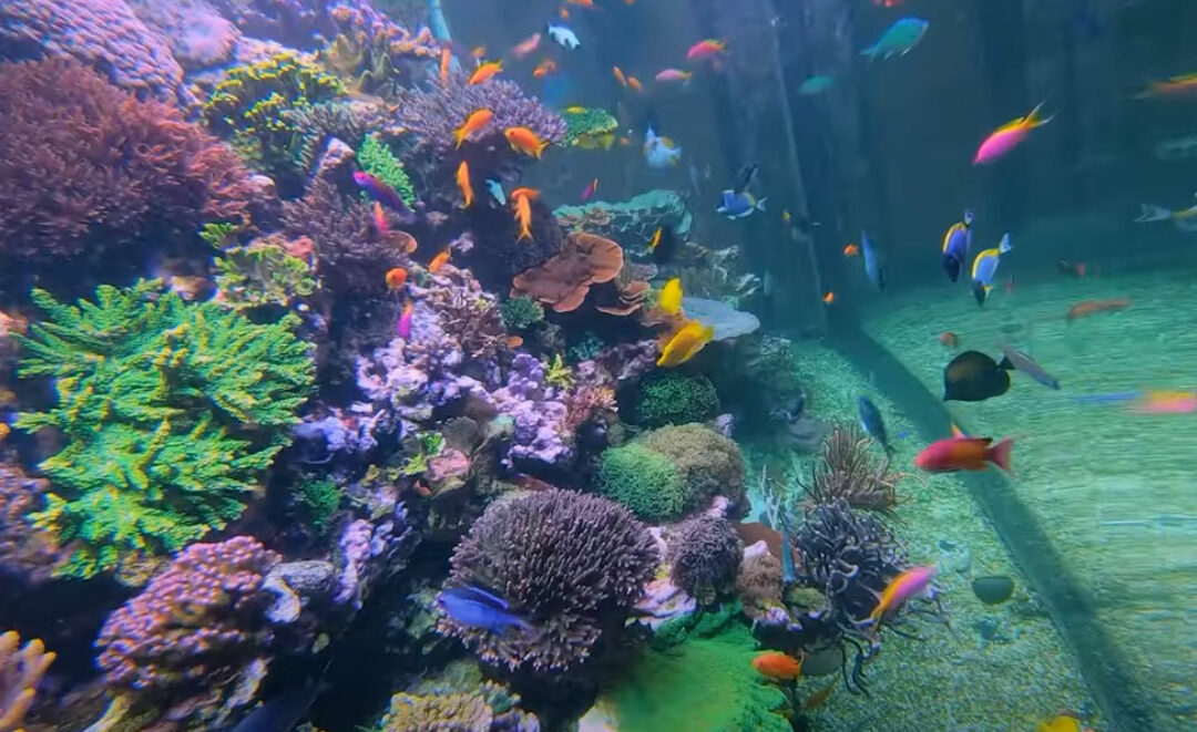 VIDEO Preview: Dream Atlanta Reef