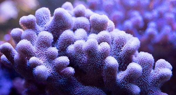Immortal Corals and Living Legacies