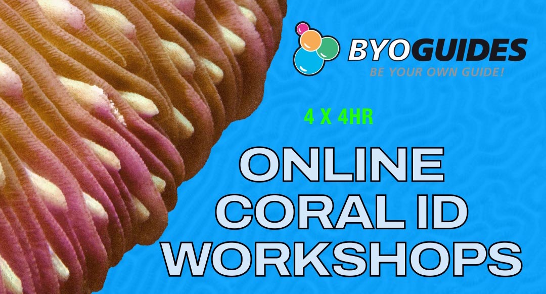 Online Coral ID Workshops and BYOGUIDES are back!
