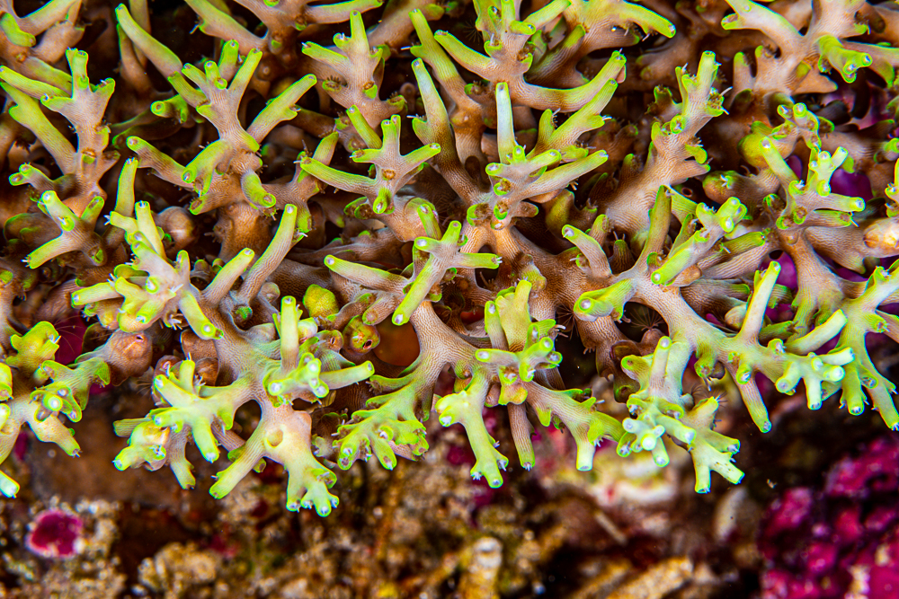 Acropora desalwii: the Spiny Plating Acro - CORAL Magazine