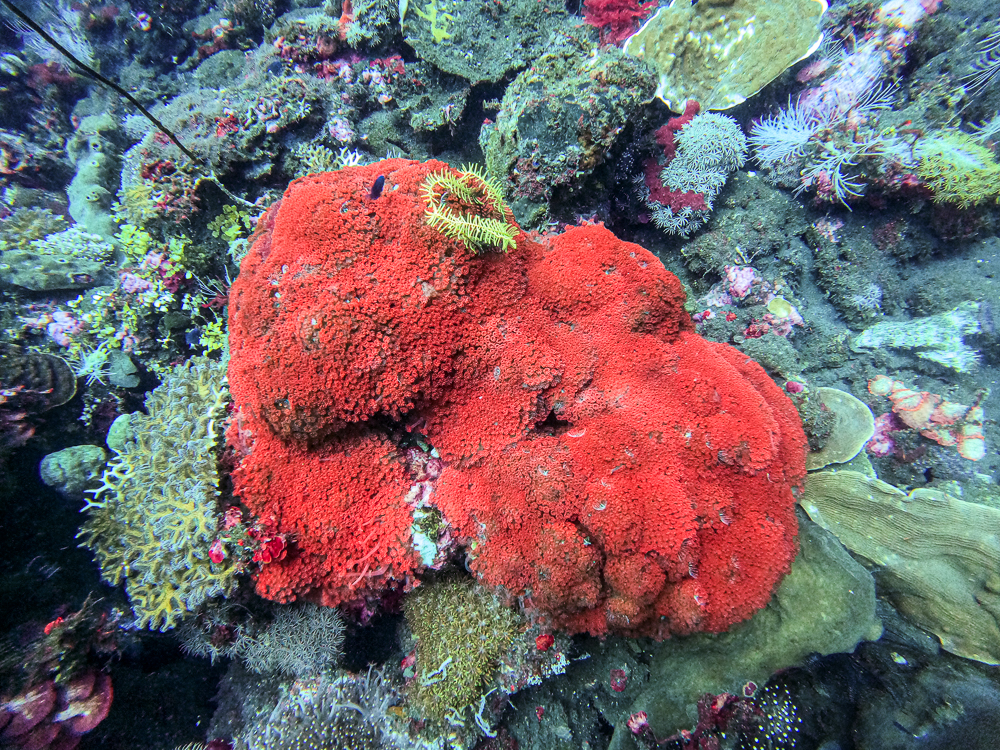 Buttons Galore Button Bonanza Coral Reef