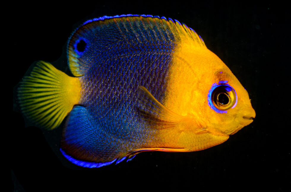 Two New Dwarf Angelfish Hybrids From Bali Aquarich - CORAL Magazine