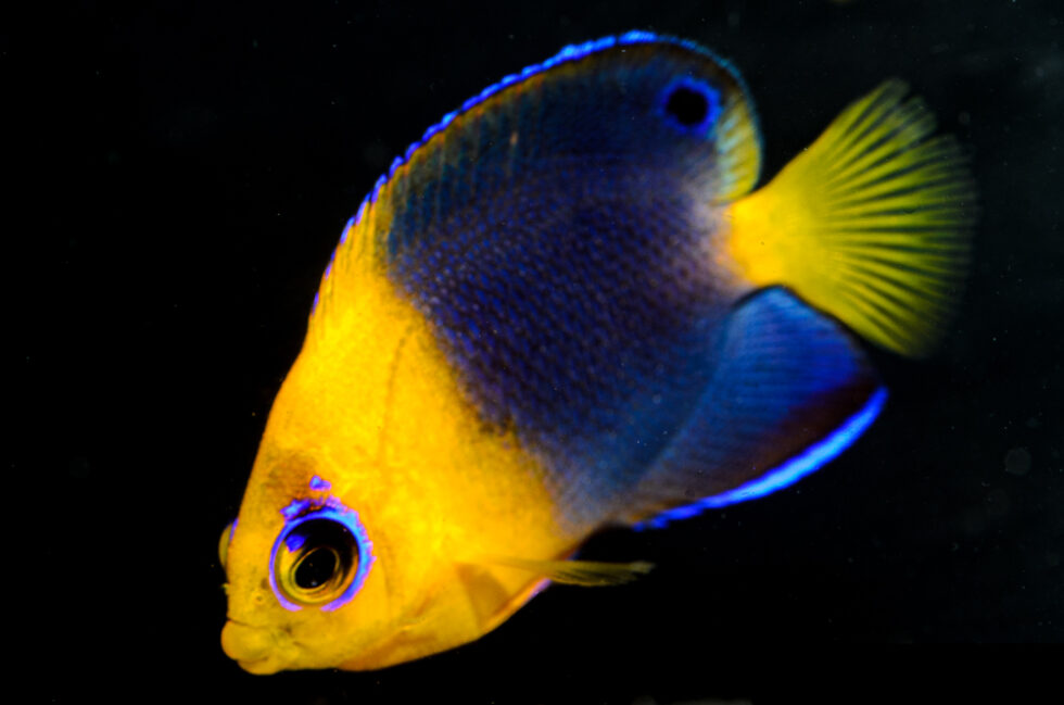 Two New Dwarf Angelfish Hybrids From Bali Aquarich - CORAL Magazine