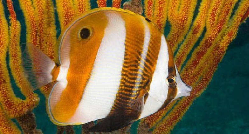 Meet Coradion calendula, the charismatic new Australian “Marigold” Butterflyfish