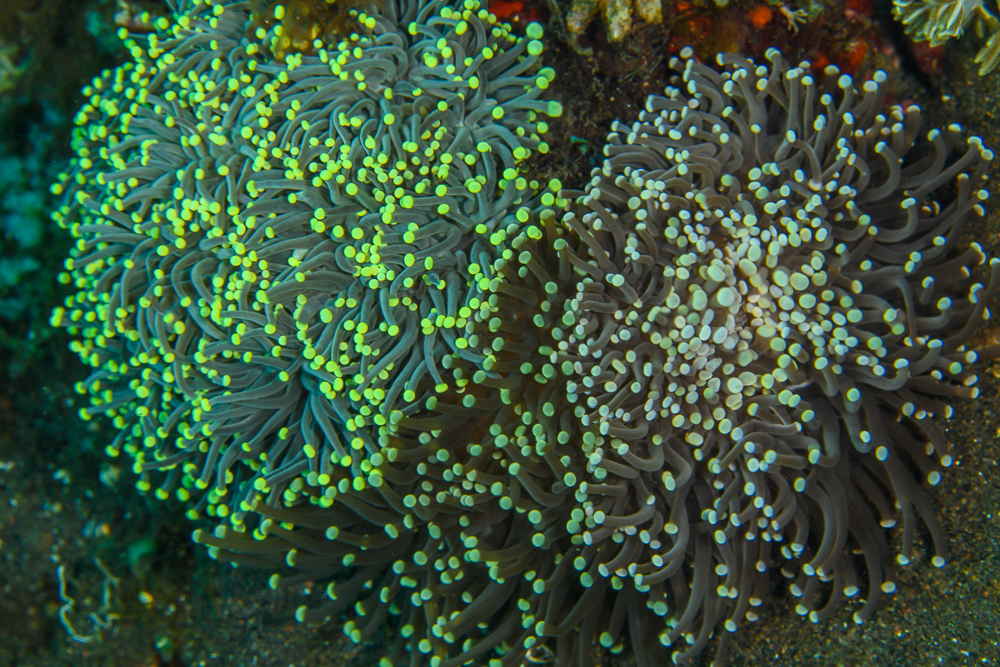 Buttons Galore Button Bonanza Coral Reef