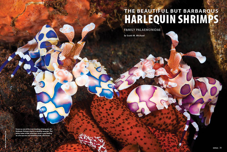 CORAL New Issue “SEXY SHRIMPS” Inside Look