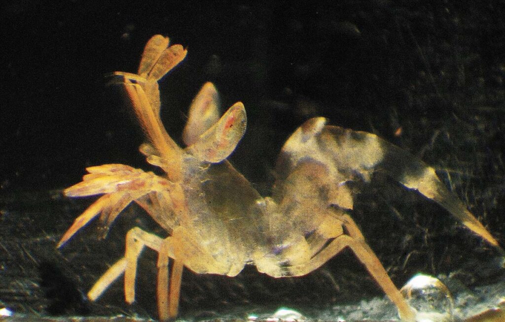 A close-up look at a 1-day post settlement juvenile Harlequin Shrimp through a dissecting microscope.