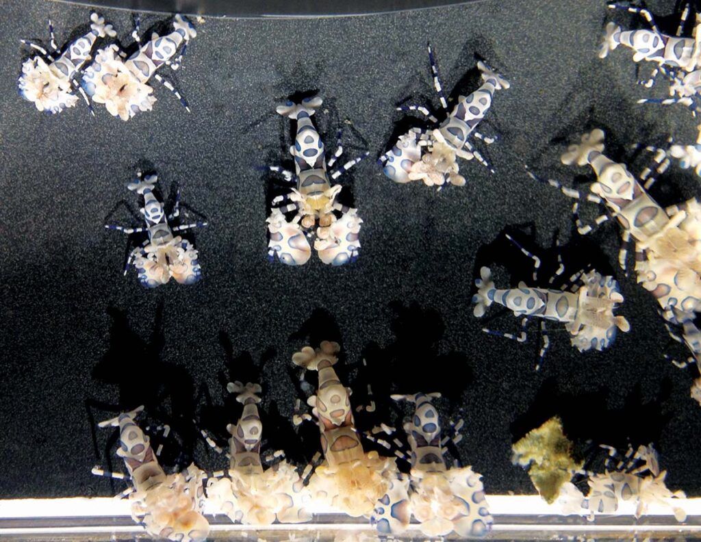 At 15 days post settlement, and 85 days post-hatch, these juvenile Harlequin Shrimp are already well on their way towards maturity.