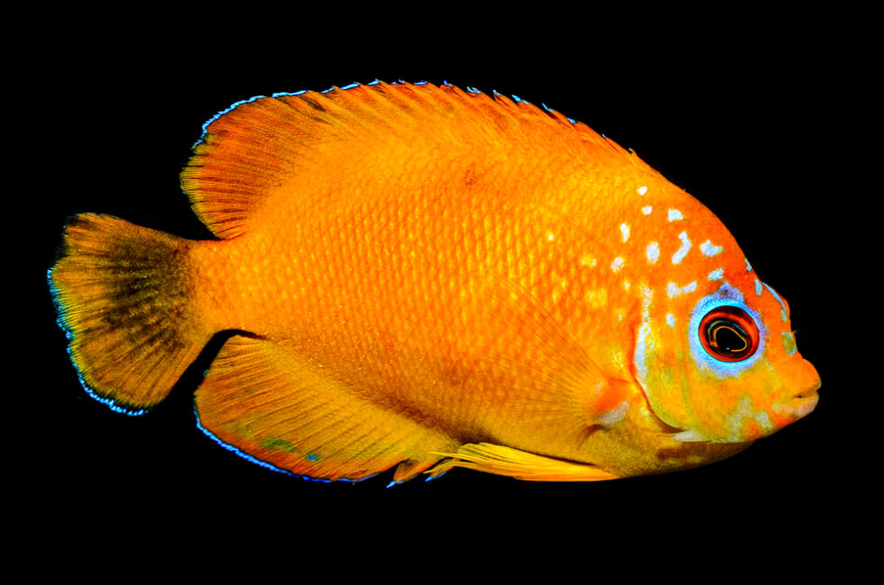 The Ultimate Hybrid Angelfish Produced by Bali Aquarich - CORAL Magazine