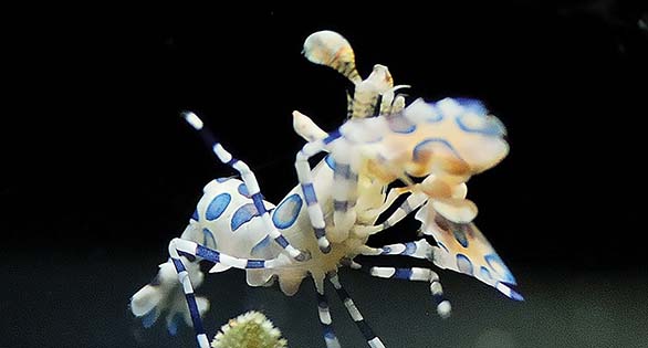 Experiences Rearing Harlequin Shrimp