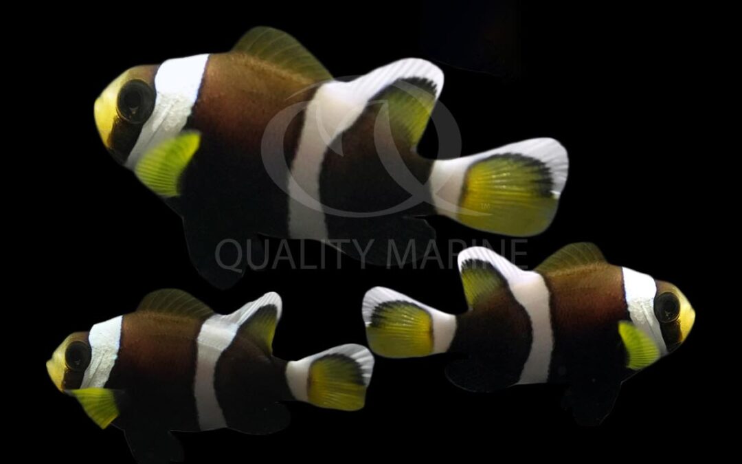 Quality Marine Labs Successfully Breeds and Rears Wide-band Clownfish (Amphiprion latezonatus)