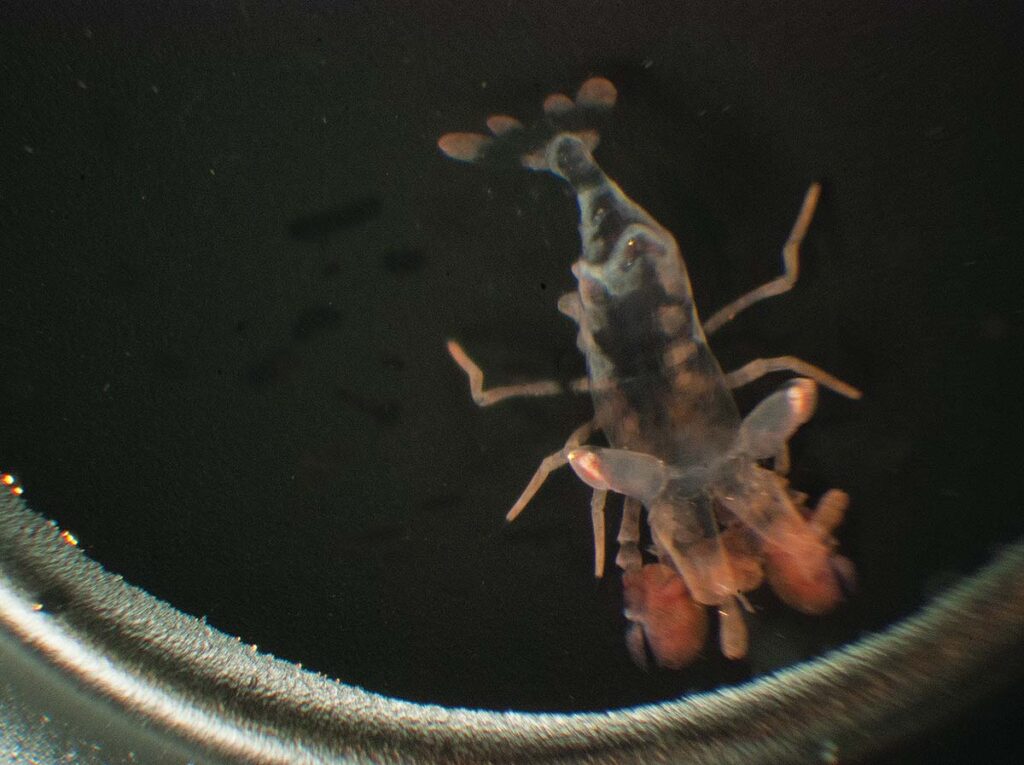 A juvenile Harlequin Shrimp at 58 days post hatch, 5 days post settlement.