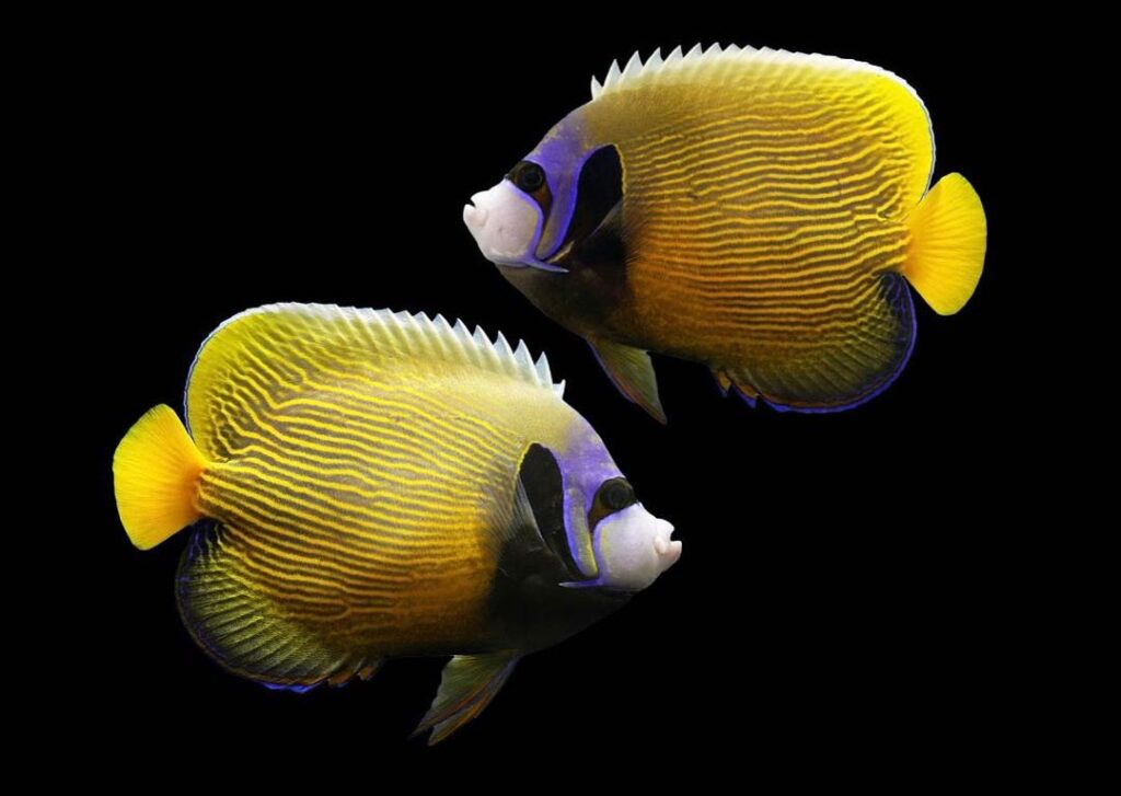 "Unique", while being entirely appropriate, is overused and fails to convey the rarity and distinctiveness of this fish. This is truly an amazing, one-of-a-kind aberrant Emperor Angelfish, Pomacanthus imperator that was discovered in the Maldives, in the Indian Ocean.