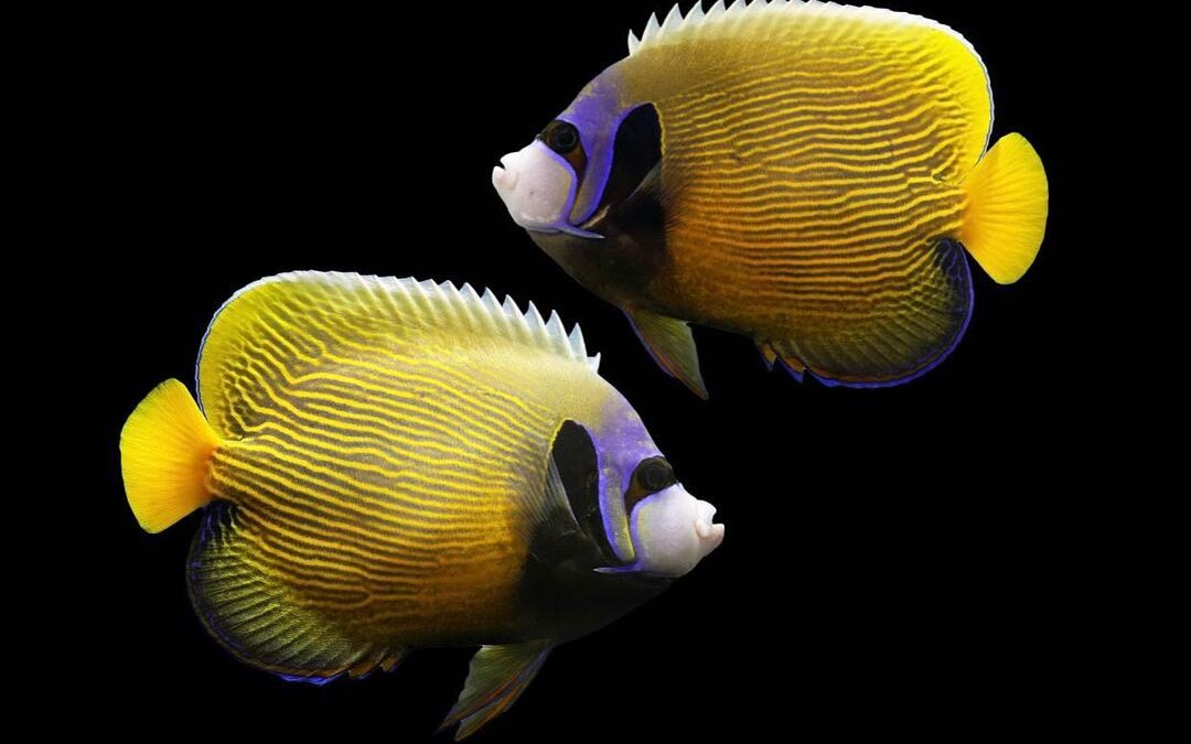 Singular Aberrant Emperor Angelfish Arrives at Quality Marine